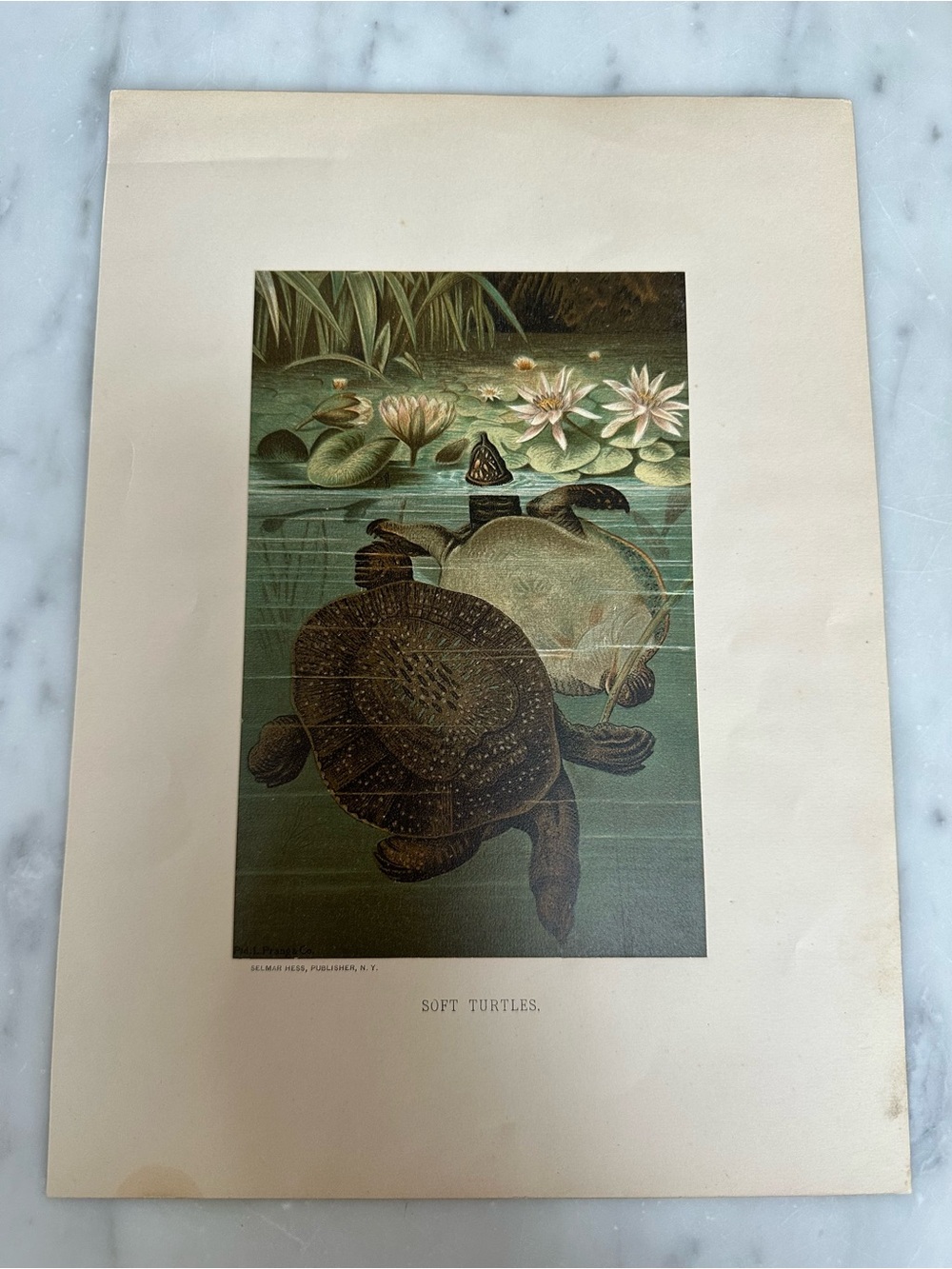 1800s Chromolithograph L. Prang/Selmar Hess - SOFT TURTLES
